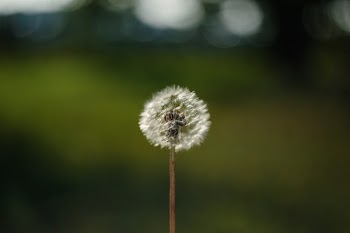Dandelion