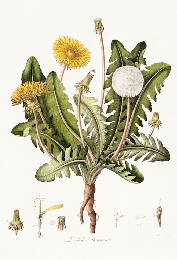 Dandelion (1777-1798) vintage prints by William | Free Photo - rawpixel