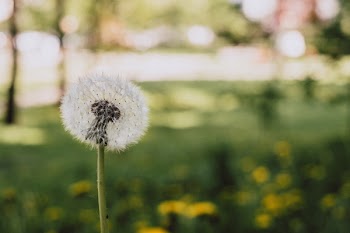 Dandelion 2