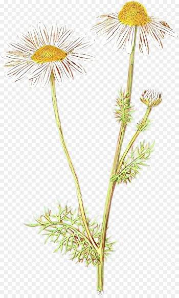 Dandelion, Chrysanthemum, Oxeye Daisy, Flower, Flowering Plant PNG