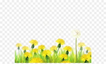 Dandelion Clip art - Transparent Grass with Dandelions Clipart 