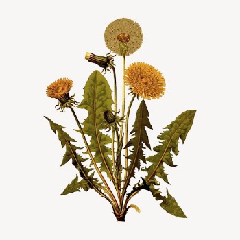 Dandelion clipart, vintage plant illustration | Free Vector - rawpixel
