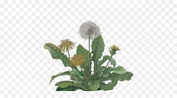 Dandelion coffee Tea Portable Network Graphics Common Dandelion Flowering plant - watercolor dandelion 