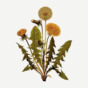 Dandelion collage element, botanical vintage | Free PSD - rawpixel