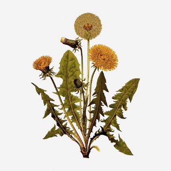 Dandelion collage element, vintage botanical | Free Photo - rawpixel