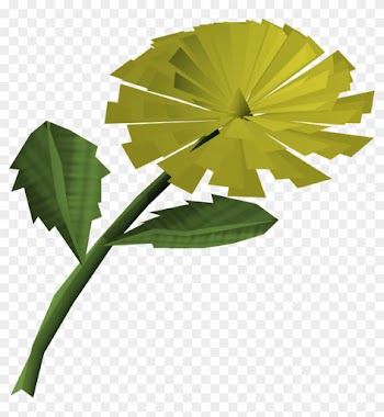 Dandelion Detail - Maidenhair Tree