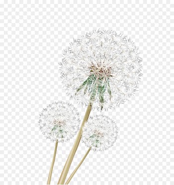 Dandelion Download Google Images - HD vivid dandelion 