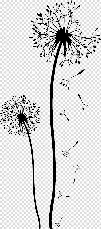 Dandelion Drawing Black and white , flower wall transparent background PNG clipart