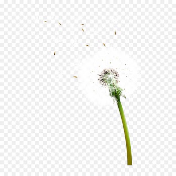 Dandelion Euclidean vector - Floating dandelion 