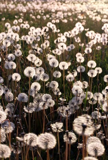Dandelion Field