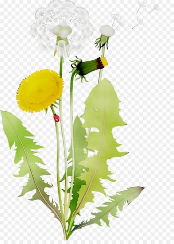 Dandelion Floral design Oxeye daisy Illustration Flower -  