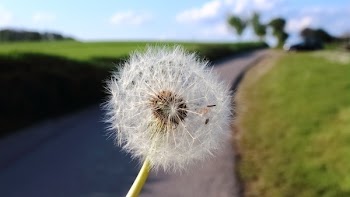 Dandelion Flower