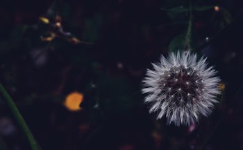 Dandelion Flower
