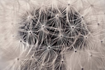Dandelion Flower