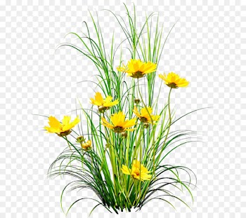 Dandelion Flower Clip art - Yellow dandelion 