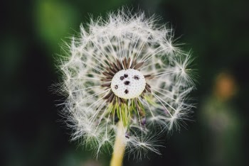 Dandelion Flower Close Up Photography