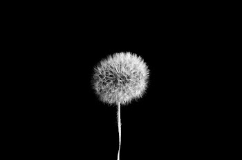 Dandelion Flower Photograph