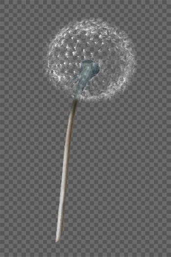 Dandelion flower png sticker on transparent | Free PNG Sticker - rawpixel