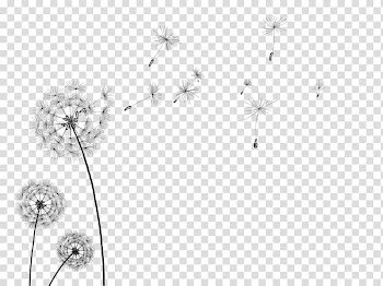 Dandelion flowers illustration, Information , dandelion transparent background PNG clipart