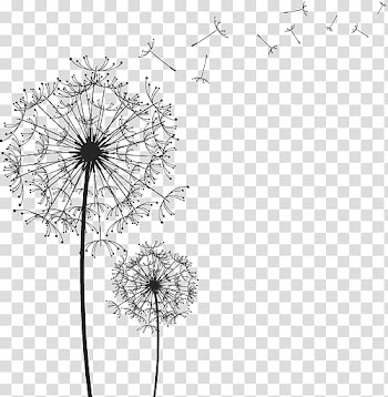 Dandelion illustration, Black and white line drawing dandelion transparent background PNG clipart