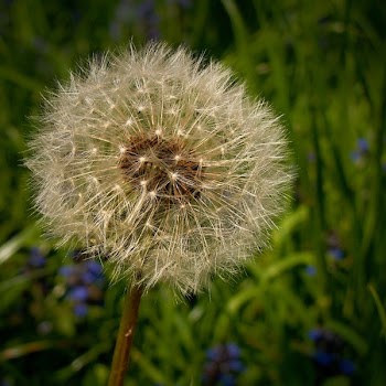 Dandelion in Focus Photography