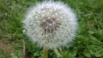 Dandelion in Shallow Photo