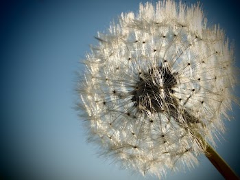 Dandelion.JPG