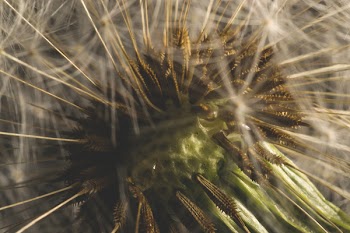 Dandelion macro