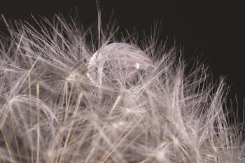 Dandelion macro 2