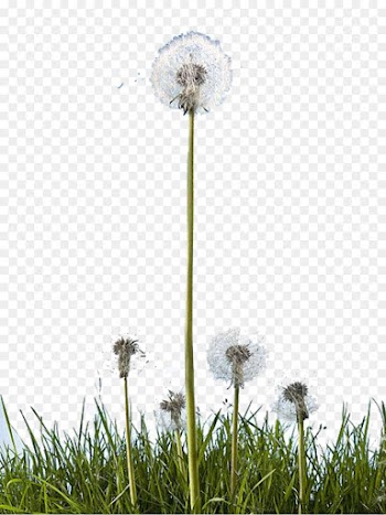 Dandelion, Marketing, Event Management, Flower PNG