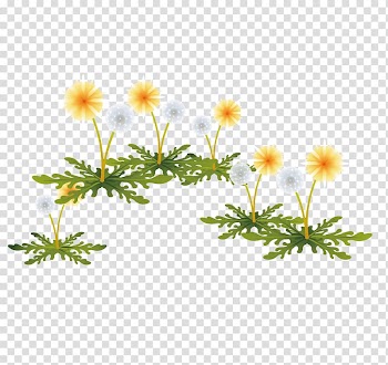 Dandelion, Painted yellow dandelion flowers transparent background PNG clipart