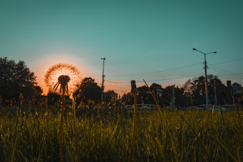 Dandelion Photo during Goldin Hoe