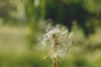 Dandelion Plant