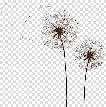 Dandelion plant, Light Dandelion Euclidean , Dandelion transparent background PNG clipart