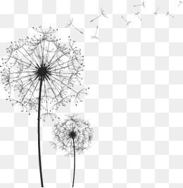 Dandelion PNG Images, Download 1,453 PNG Resources with Transparent ...