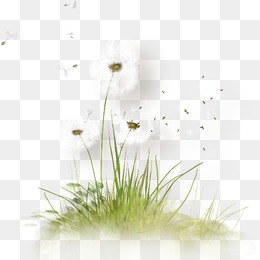 Dandelion PNG Images, Download 1,461 PNG Resources with Transparent ...