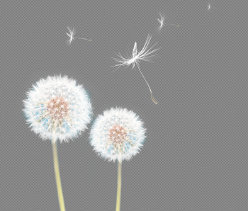 Dandelion PNG Pic