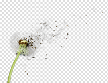 Dandelion PNG Picture