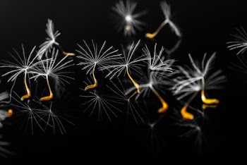 Dandelion Seeds