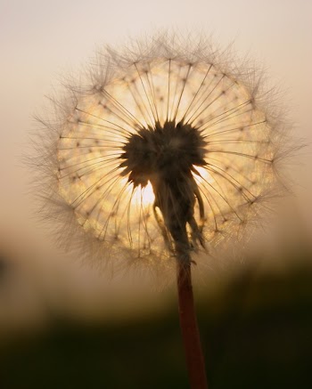 dandelion_sun2.jpg