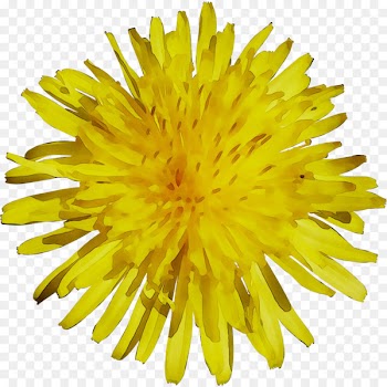 Dandelion Yellow Chrysanthemum Cut flowers -  