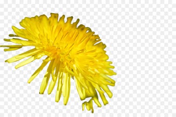 dandelion yellow flower dandelion sow thistles