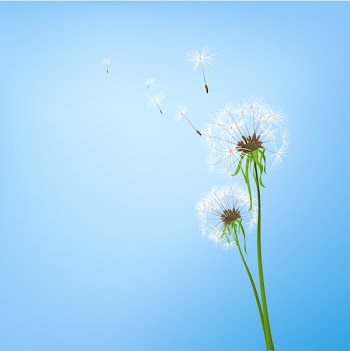 Dandelions