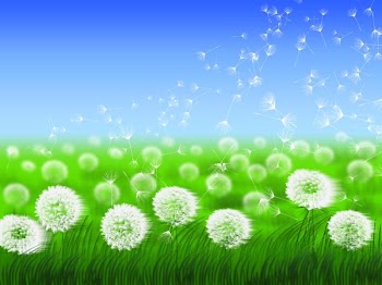 dandelions.jpg
