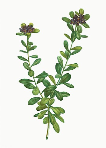 Daphne sericea flowers | Free stock vector - 567791