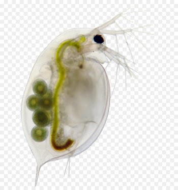 Daphnia magna Zooplankton Water flea - Guppy 