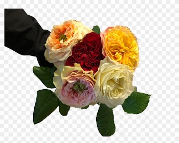 Dare To Be Different With Garden Roses - Garden Roses