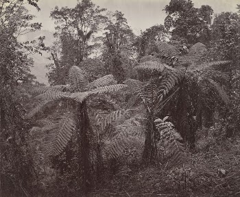 Darjeeling, Group of Tree Ferns | Free Photo - rawpixel
