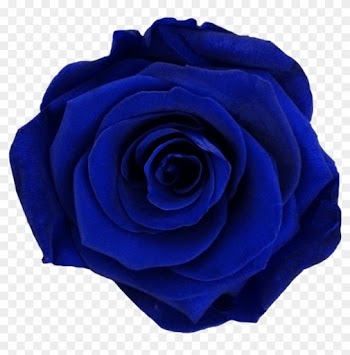 Dark Blue - Blue Rose