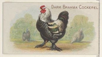 Dark Brahma Cockerel, from the Prize | Free Photo - rawpixel